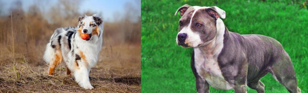 Irish Staffordshire Bull Terrier vs Australian Shepherd - Breed Comparison