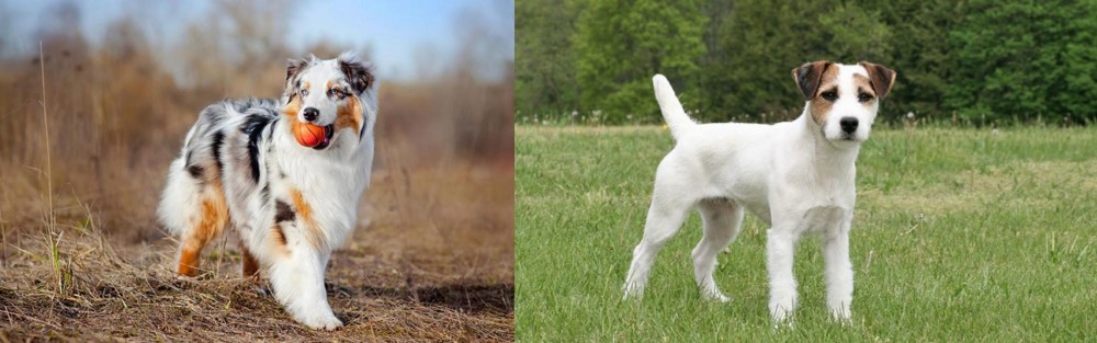 Jack Russell Terrier vs Australian Shepherd - Breed Comparison