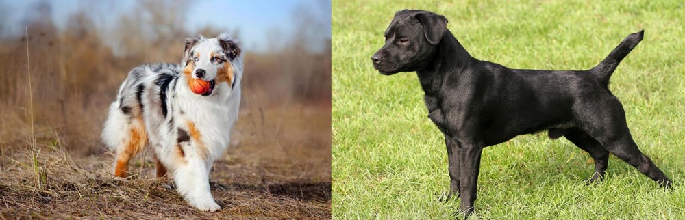 Patterdale Terrier vs Australian Shepherd - Breed Comparison