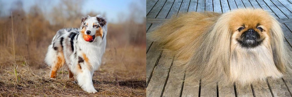 Pekingese vs Australian Shepherd - Breed Comparison
