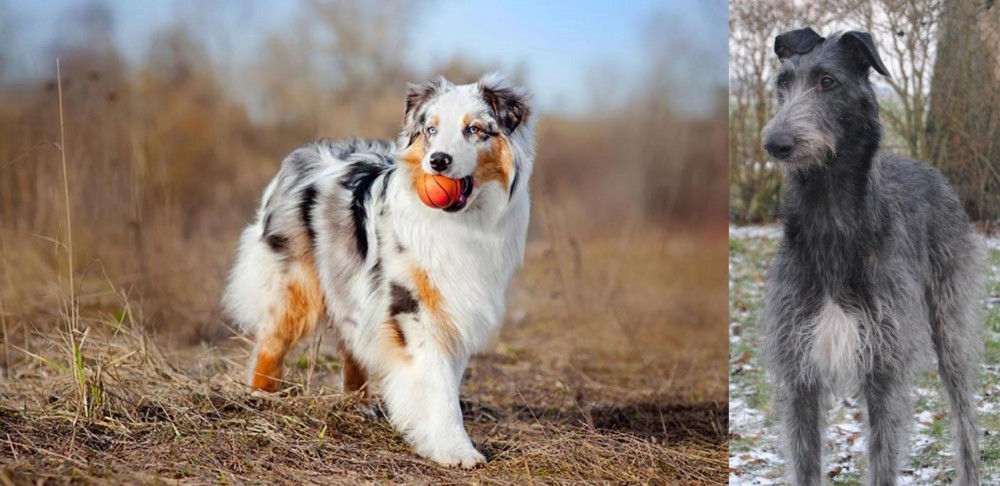 Scottish Deerhound vs Australian Shepherd - Breed Comparison