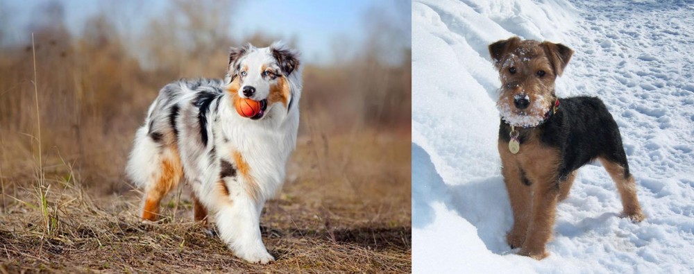 Welsh Terrier vs Australian Shepherd - Breed Comparison