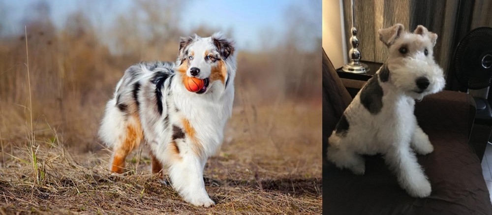 Wire Haired Fox Terrier vs Australian Shepherd - Breed Comparison