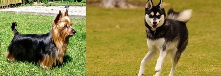 Alaskan Klee Kai vs Australian Silky Terrier - Breed Comparison