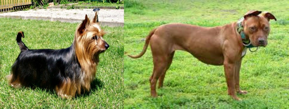 American Pit Bull Terrier vs Australian Silky Terrier - Breed Comparison