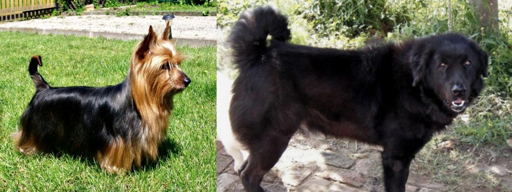 Bakharwal Dog vs Australian Silky Terrier - Breed Comparison
