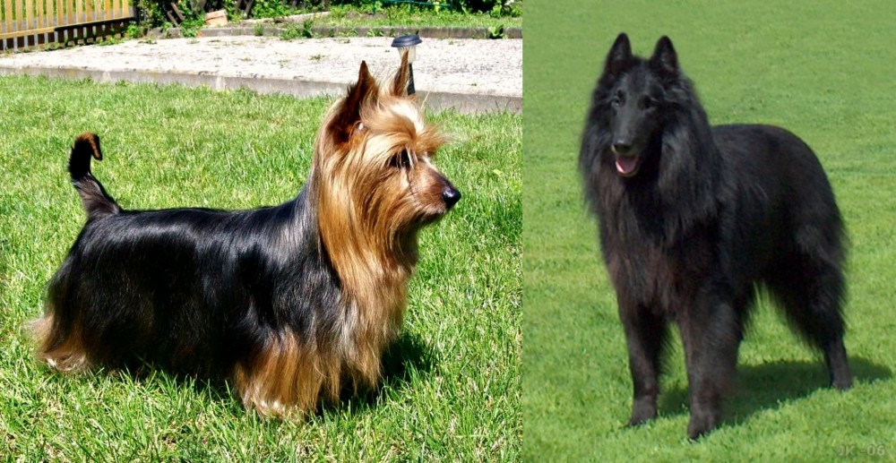 Belgian Shepherd Dog (Groenendael) vs Australian Silky Terrier - Breed Comparison