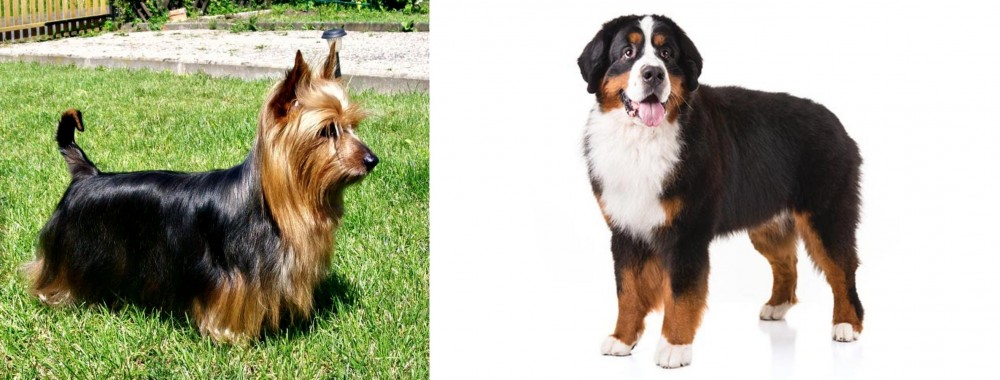 Bernese Mountain Dog vs Australian Silky Terrier - Breed Comparison