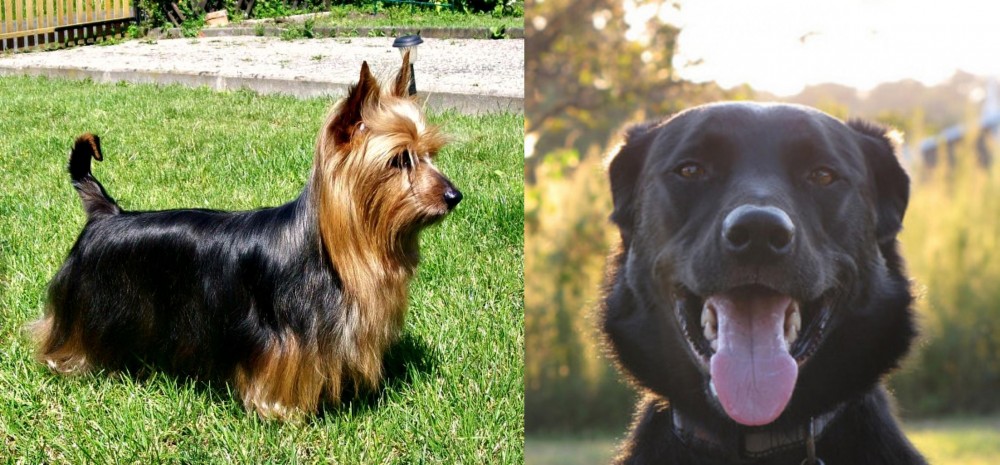 Borador vs Australian Silky Terrier - Breed Comparison
