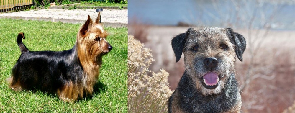 Border Terrier vs Australian Silky Terrier - Breed Comparison