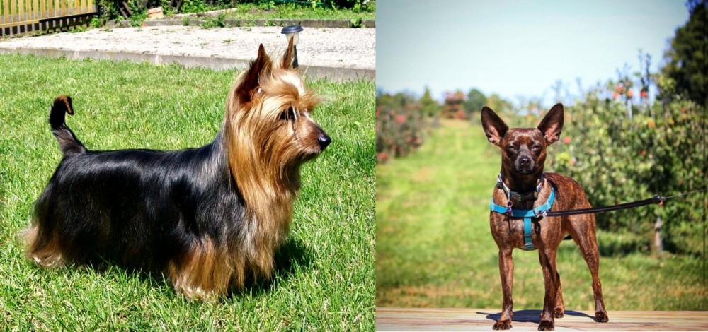 Bospin vs Australian Silky Terrier - Breed Comparison