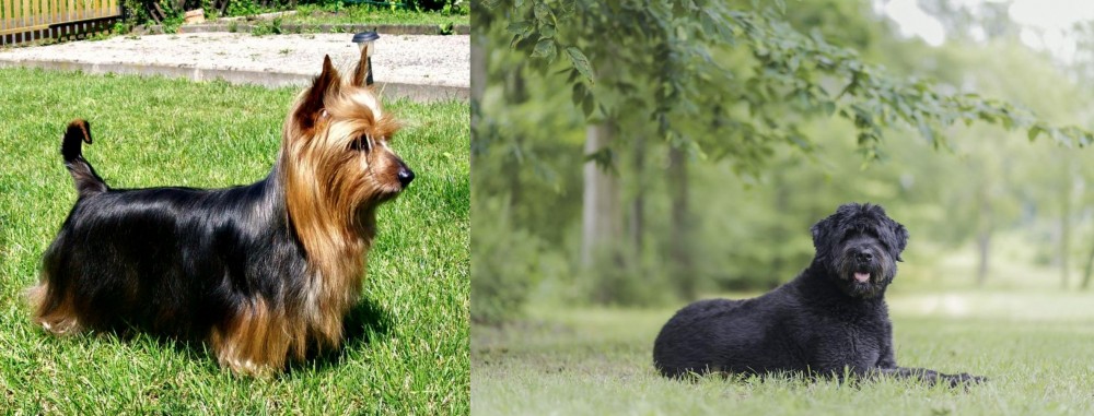 Bouvier des Flandres vs Australian Silky Terrier - Breed Comparison