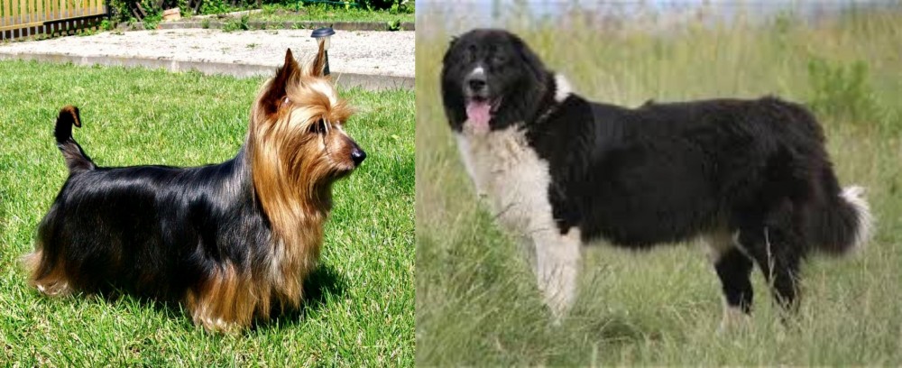 Bulgarian Shepherd vs Australian Silky Terrier - Breed Comparison