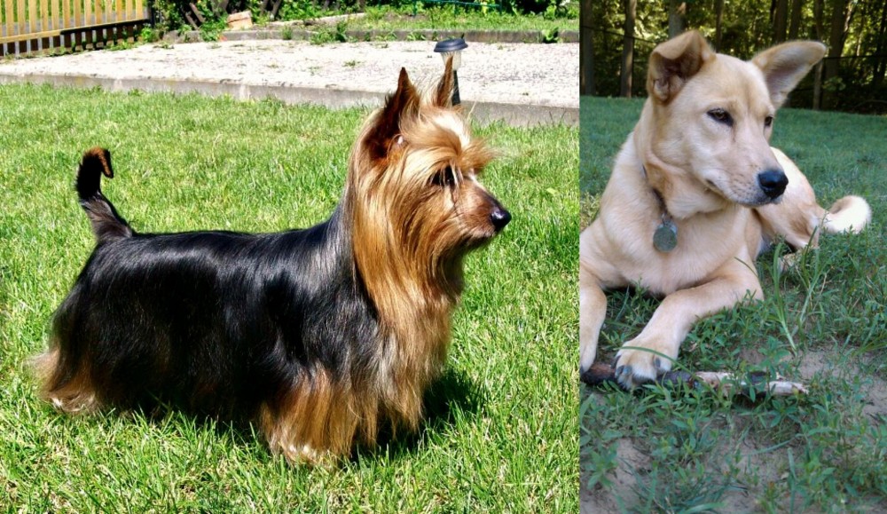 Carolina Dog vs Australian Silky Terrier - Breed Comparison