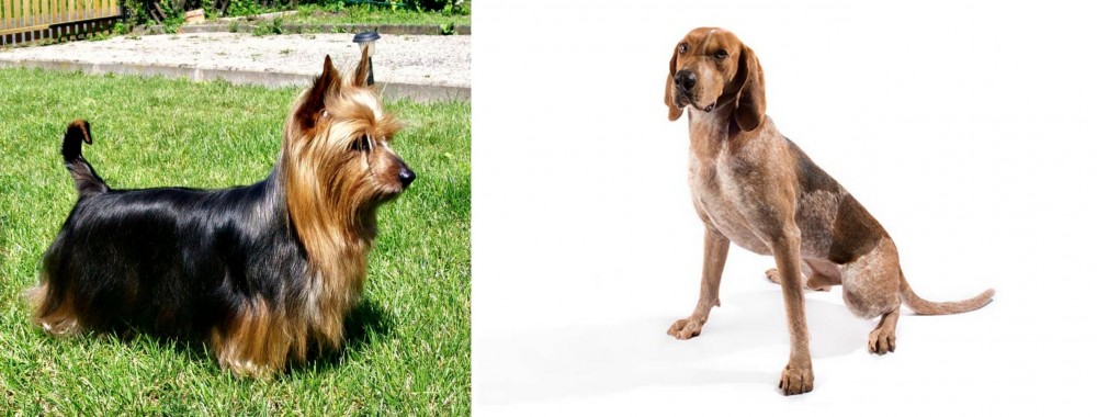 Coonhound vs Australian Silky Terrier - Breed Comparison
