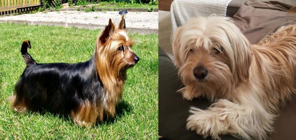 Cyprus Poodle vs Australian Silky Terrier - Breed Comparison