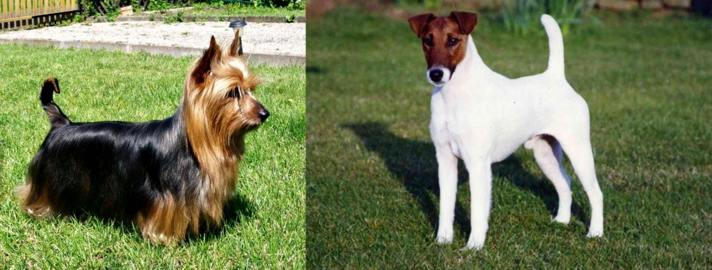 Fox Terrier (Smooth) vs Australian Silky Terrier - Breed Comparison