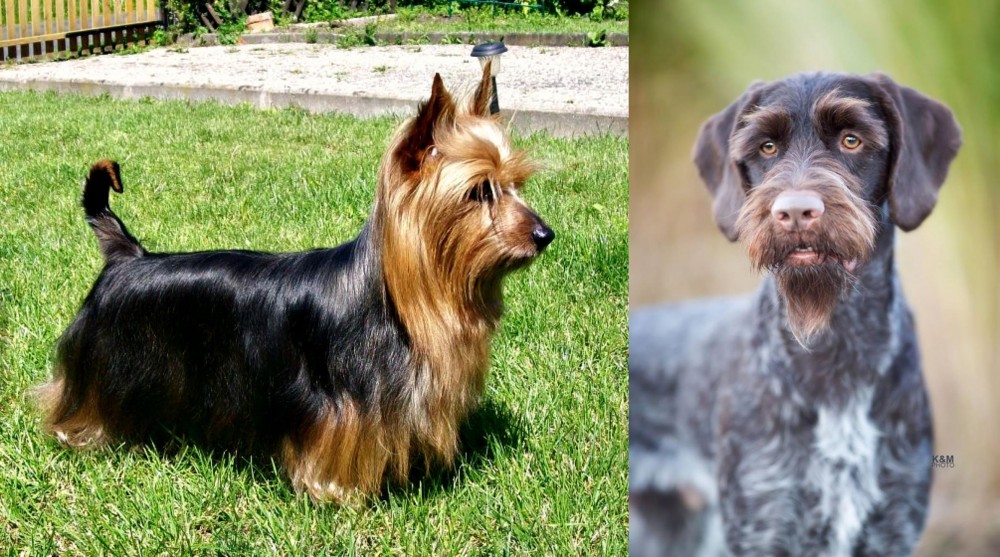 German Wirehaired Pointer vs Australian Silky Terrier - Breed Comparison