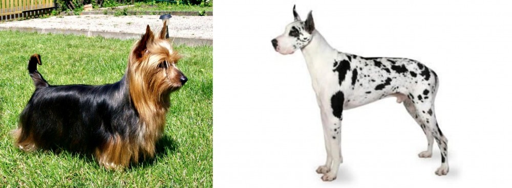 Great Dane vs Australian Silky Terrier - Breed Comparison