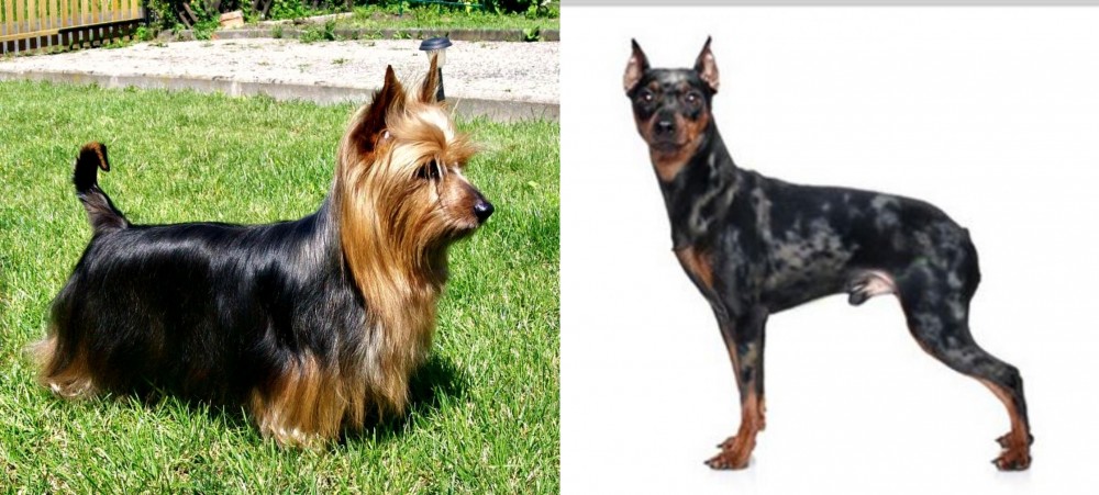 Harlequin Pinscher vs Australian Silky Terrier - Breed Comparison