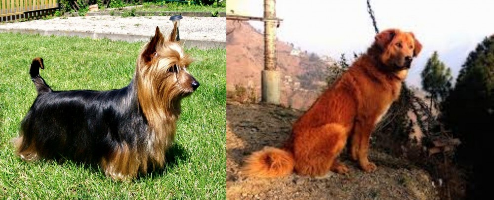 Himalayan Sheepdog vs Australian Silky Terrier - Breed Comparison