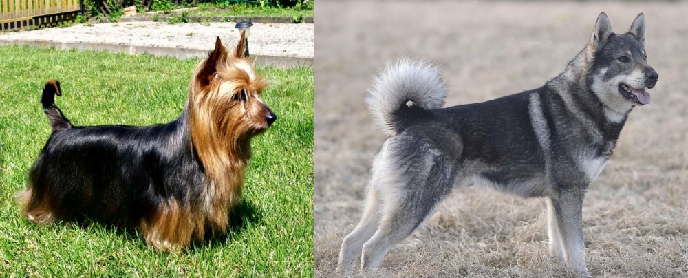 Jamthund vs Australian Silky Terrier - Breed Comparison