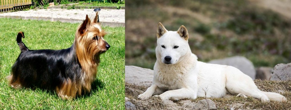 Jindo vs Australian Silky Terrier - Breed Comparison