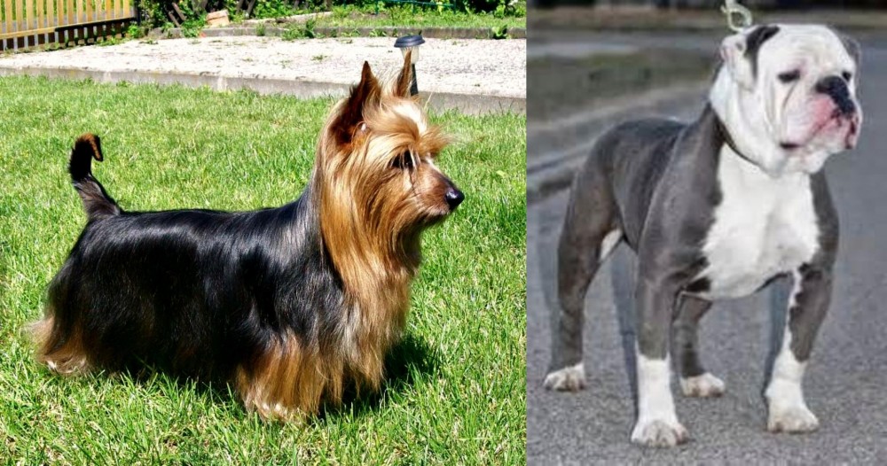 Old English Bulldog vs Australian Silky Terrier - Breed Comparison