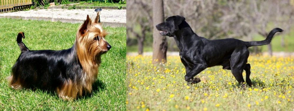 Perro de Pastor Mallorquin vs Australian Silky Terrier - Breed Comparison
