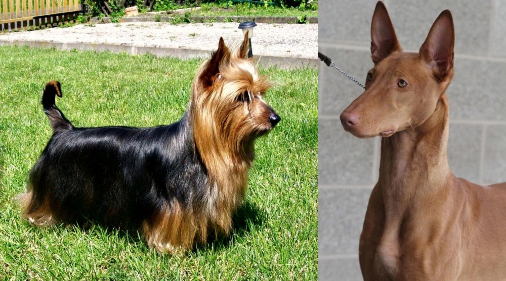 Pharaoh Hound vs Australian Silky Terrier - Breed Comparison