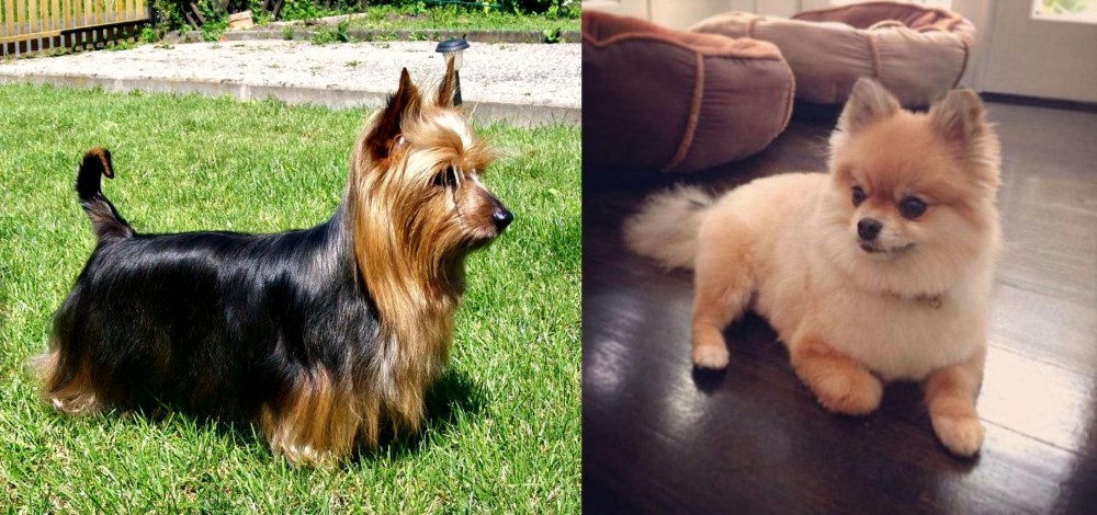 Pomeranian vs Australian Silky Terrier - Breed Comparison