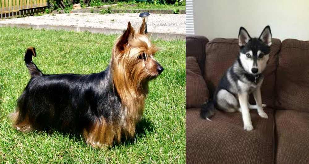Pomsky vs Australian Silky Terrier - Breed Comparison
