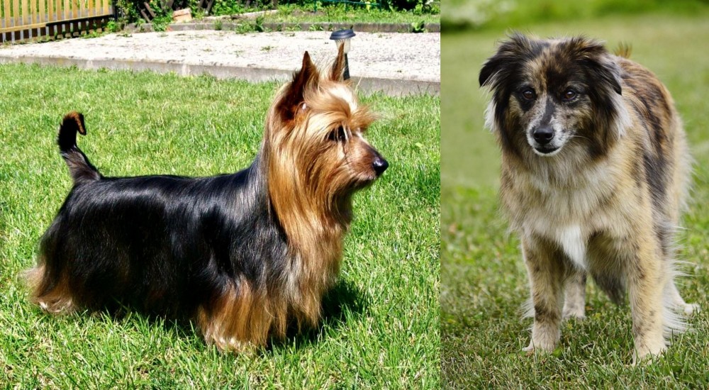 Pyrenean Shepherd vs Australian Silky Terrier - Breed Comparison