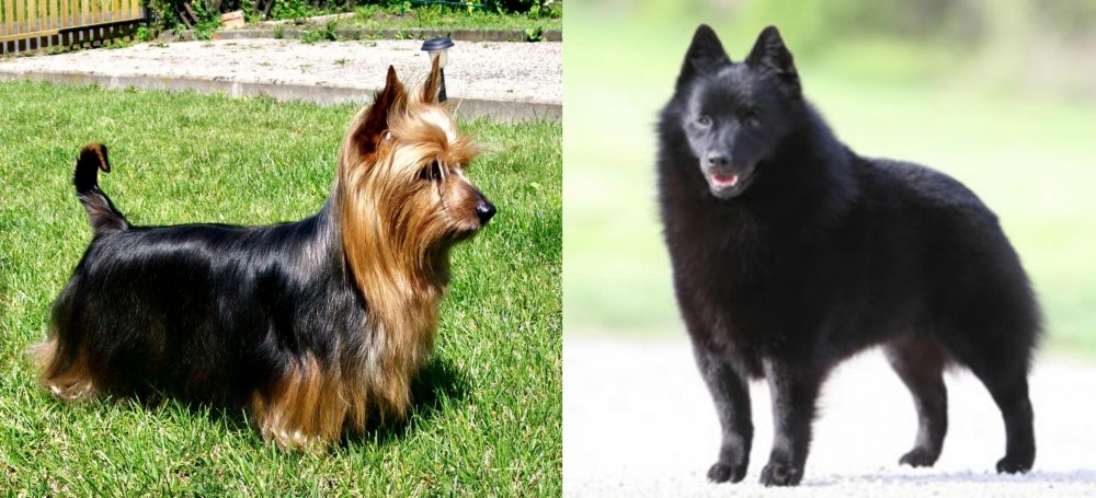Schipperke vs Australian Silky Terrier - Breed Comparison