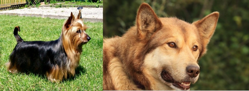 Seppala Siberian Sleddog vs Australian Silky Terrier - Breed Comparison