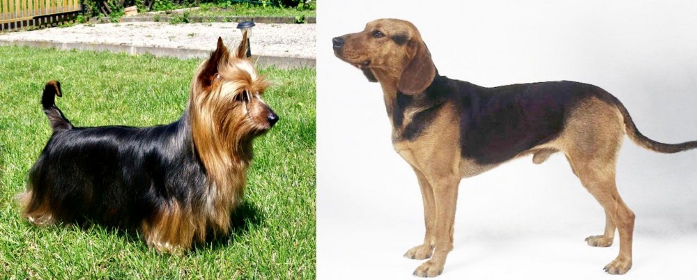 Serbian Hound vs Australian Silky Terrier - Breed Comparison