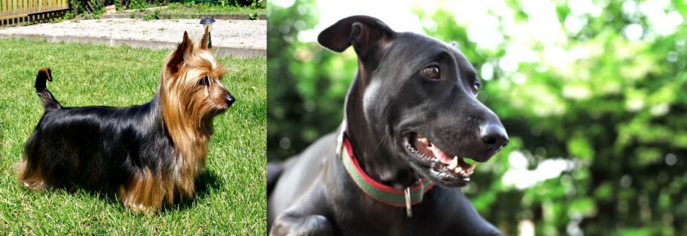 Shepard Labrador vs Australian Silky Terrier - Breed Comparison