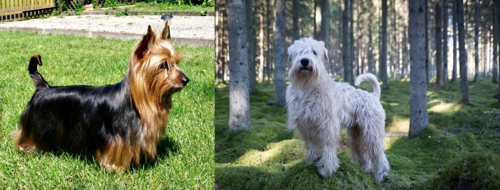 Soft-Coated Wheaten Terrier vs Australian Silky Terrier - Breed Comparison