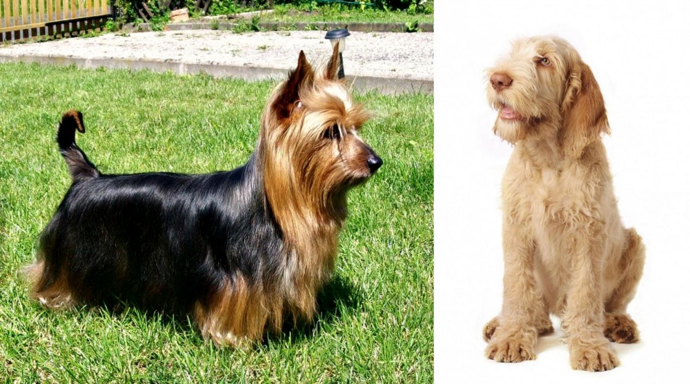 Spinone Italiano vs Australian Silky Terrier - Breed Comparison