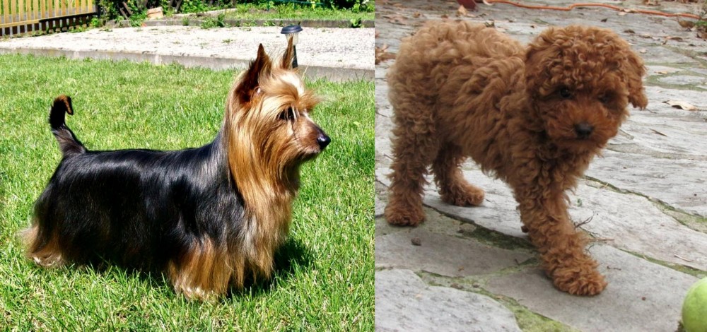 Toy Poodle vs Australian Silky Terrier - Breed Comparison