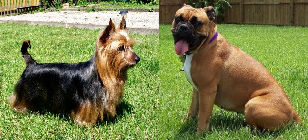 Valley Bulldog vs Australian Silky Terrier - Breed Comparison