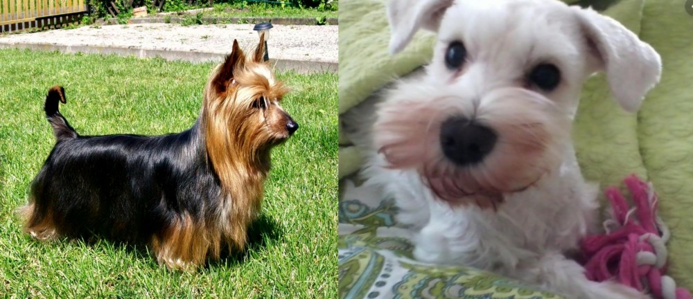 White Schnauzer vs Australian Silky Terrier - Breed Comparison