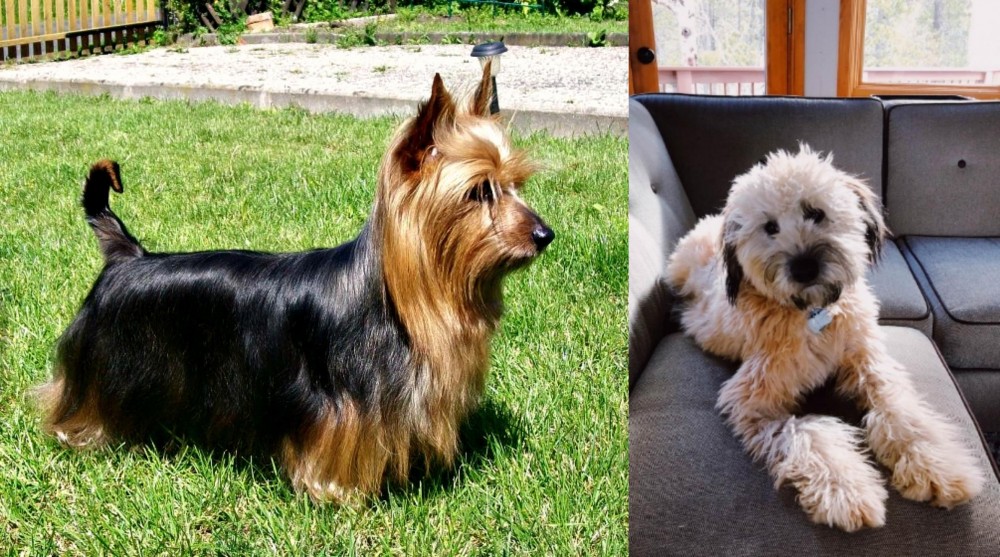 Whoodles vs Australian Silky Terrier - Breed Comparison