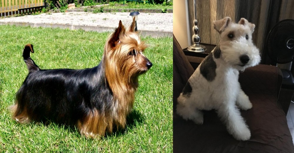 Wire Haired Fox Terrier vs Australian Silky Terrier - Breed Comparison