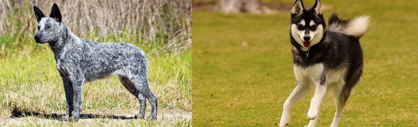 Alaskan Klee Kai vs Australian Stumpy Tail Cattle Dog - Breed Comparison