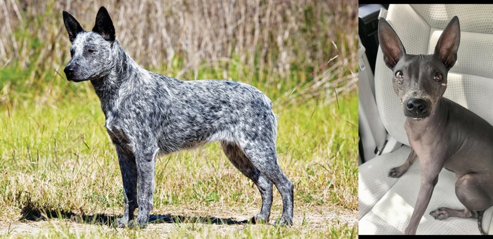 American Hairless Terrier vs Australian Stumpy Tail Cattle Dog - Breed Comparison