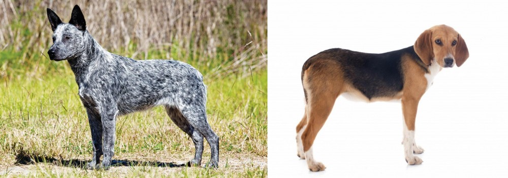 Beagle-Harrier vs Australian Stumpy Tail Cattle Dog - Breed Comparison