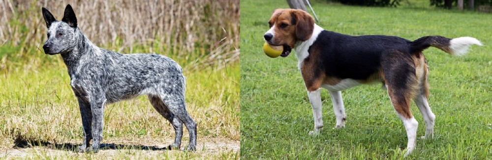 Beaglier vs Australian Stumpy Tail Cattle Dog - Breed Comparison