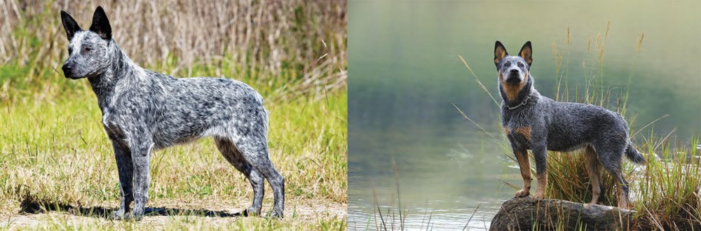 Blue Healer vs Australian Stumpy Tail Cattle Dog - Breed Comparison