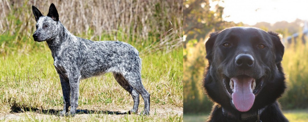 Borador vs Australian Stumpy Tail Cattle Dog - Breed Comparison